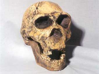    Homo ergaster.    skulls-skeletons.com 