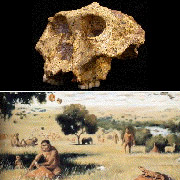  Paranthropus Robustus,    . :   Robustus   ( Darryl Deruiter/Texas A&M University,  Walter Voigt).
