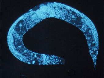 Caenorhabditis elegans,  MIT.